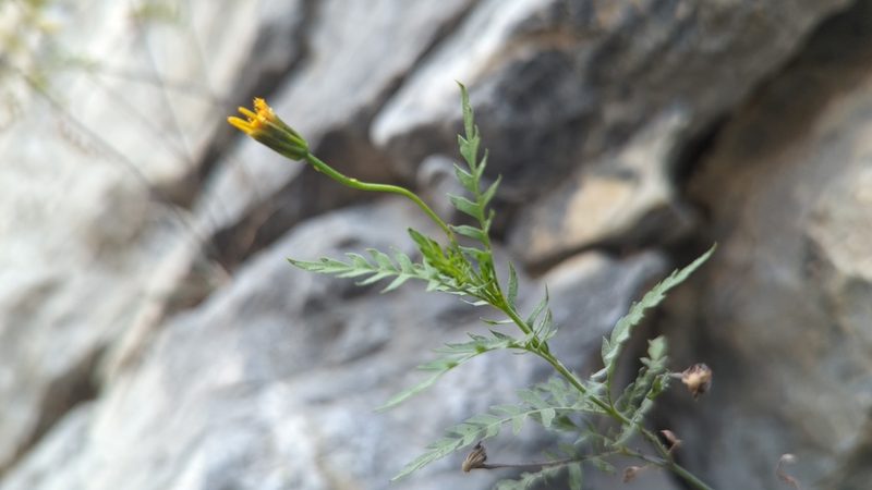 Chrysactinia pinnata, photographed by Alan Rockefeller