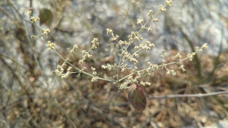Iresine orientalis, photographed by Alan Rockefeller