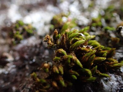 Lewinskya striata, photographed by Randal