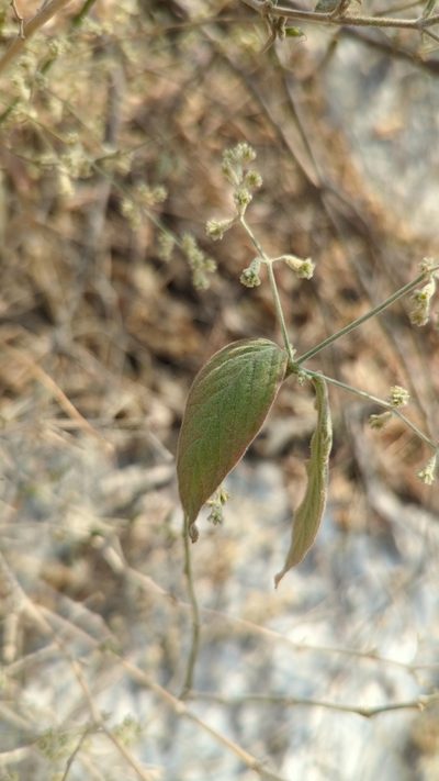 Iresine orientalis, photographed by Alan Rockefeller