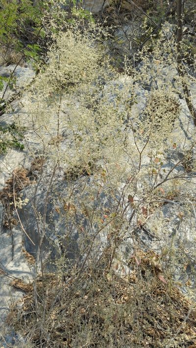 Iresine orientalis, photographed by Alan Rockefeller