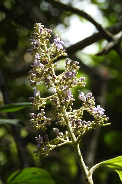 Cornutia pyramidata, photographed by Neptalí Ramírez Marcial