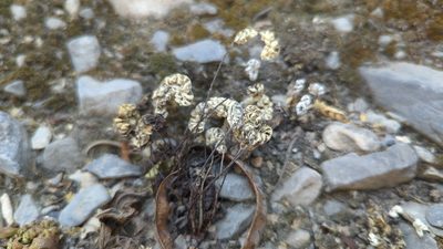 Notholaena candida, photographed by Alan Rockefeller