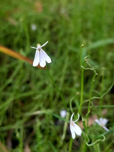 Lobelia stenophylla, photographed by Isaiah Findley