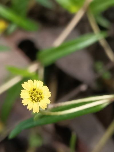 Eclipta platyglossa, photographed by Isaiah Findley