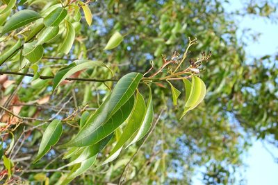 Damburneya salicifolia, photographed by Neptalí Ramírez Marcial