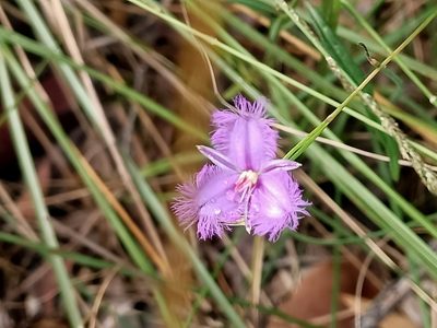 Thysanotus tuberosus, photographed by Isaiah Findley