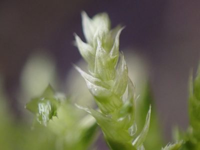 Brachythecium frigidum, photographed by Randal
