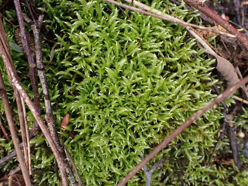 Brachythecium frigidum, photographed by Randal