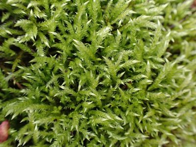 Brachythecium frigidum, photographed by Randal