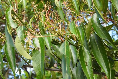 Damburneya salicifolia, photographed by Neptalí Ramírez Marcial