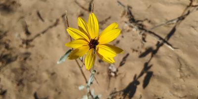 Helianthus niveus, photographed by Tereso Hernández Morales