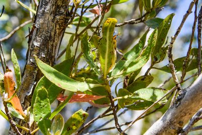 Conocarpus erectus, photographed by Jay Pruett