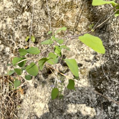 Clematis texensis, photographed by Clifton Ladd, C.W.B.