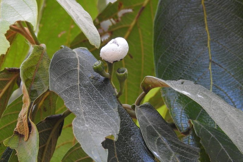 Nectandra mollis, photographed by Neptalí Ramírez Marcial