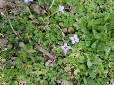 Houstonia pusilla, photographed by T. J. Crow