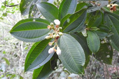 Miconia subhirsuta, photographed by Neptalí Ramírez Marcial