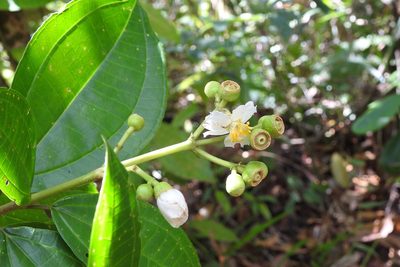 Miconia subhirsuta, photographed by Neptalí Ramírez Marcial