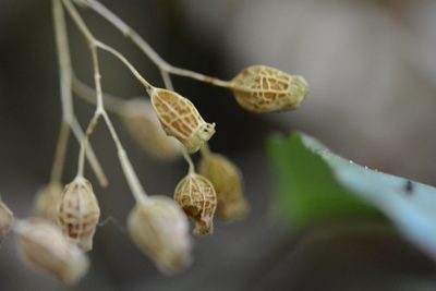Centradenia grandifolia, photographed by Neptalí Ramírez Marcial