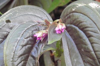 Centradenia grandifolia, photographed by Neptalí Ramírez Marcial