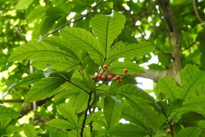 Trichilia trifolia, photographed by Neptalí Ramírez Marcial