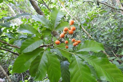 Trichilia trifolia, photographed by Neptalí Ramírez Marcial
