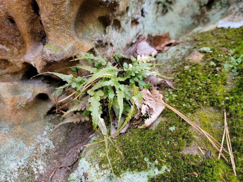 Asplenium pinnatifidum, photographed by Elias