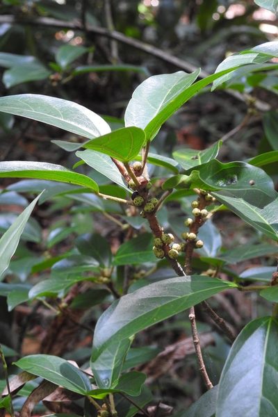 Ficus colubrinae, photographed by Neptalí Ramírez Marcial