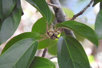 Ficus colubrinae, photographed by Neptalí Ramírez Marcial