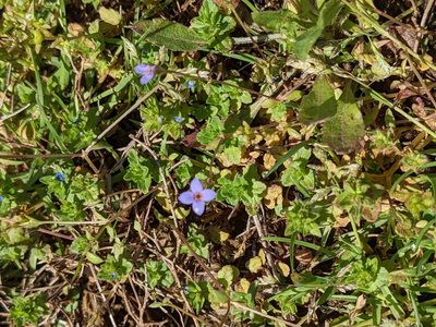 Houstonia pusilla, photographed by stephen