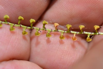 Stelis purpurascens, photographed by Neptalí Ramírez Marcial