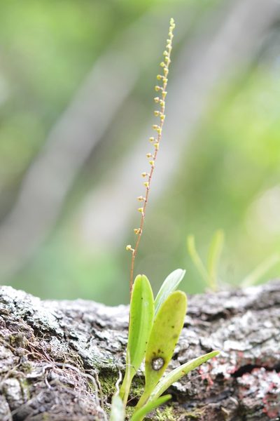 Stelis purpurascens, photographed by Neptalí Ramírez Marcial