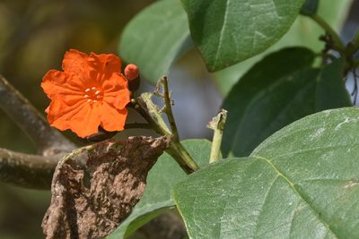Cordia sebestena, photographed by Jay Pruett