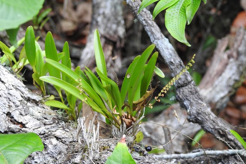 Stelis purpurascens, photographed by Neptalí Ramírez Marcial
