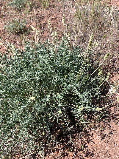 Astragalus flavus, photographed by Stephanie Taylor