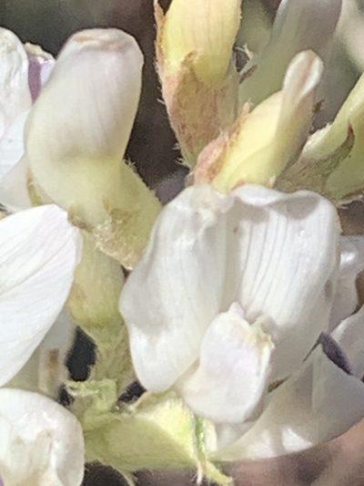 Astragalus flavus, photographed by Stephanie Taylor