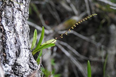 Stelis purpurascens, photographed by Neptalí Ramírez Marcial