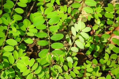 Phyllanthus niruri, photographed by Neptalí Ramírez Marcial