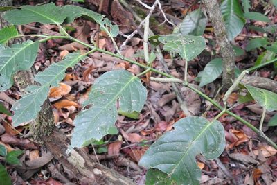 Piper glabrescens, photographed by Neptalí Ramírez Marcial