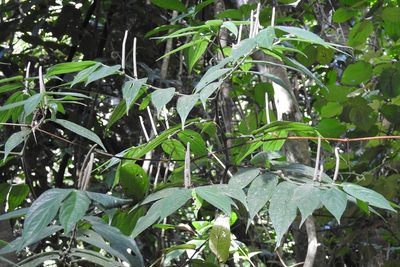 Piper pseudofuligineum, photographed by Neptalí Ramírez Marcial
