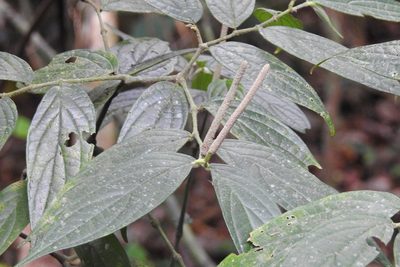 Piper pseudofuligineum, photographed by Neptalí Ramírez Marcial