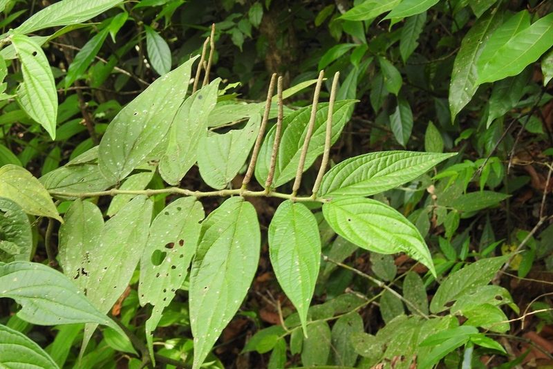 Piper pseudofuligineum, photographed by Neptalí Ramírez Marcial