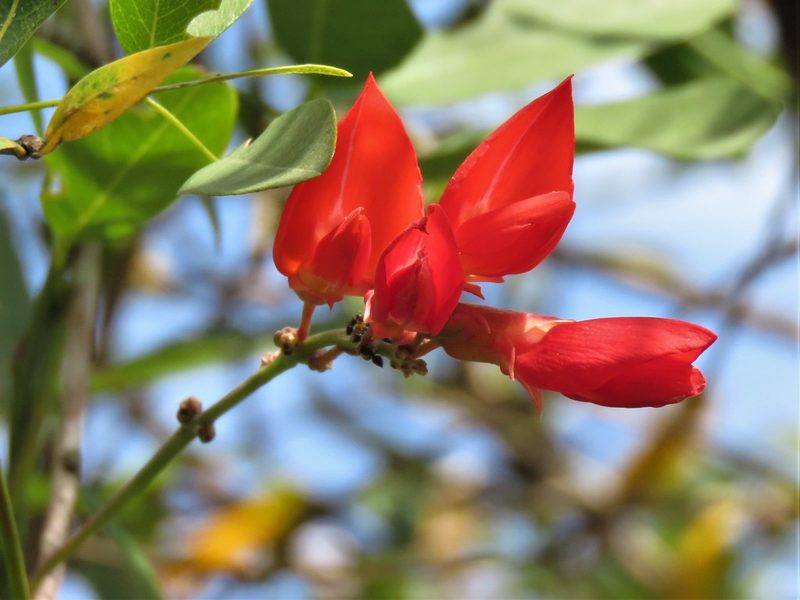 Camptosema rubicundum, photographed by Gustavo Puente