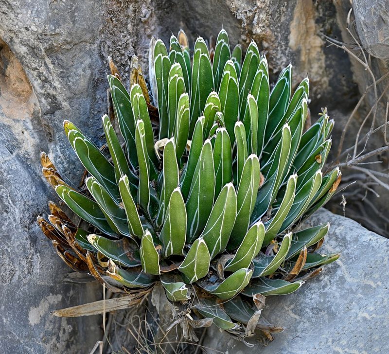 Agave victoriae-reginae, photographed by Alan Rockefeller