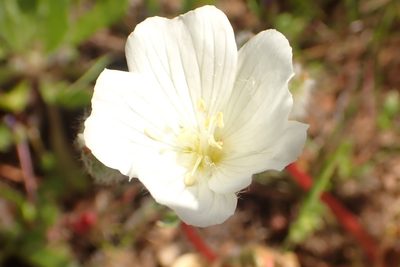 Limnanthes alba, photographed by Steve Woodward