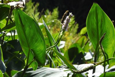 Pontederia sagittata, photographed by Neptalí Ramírez Marcial