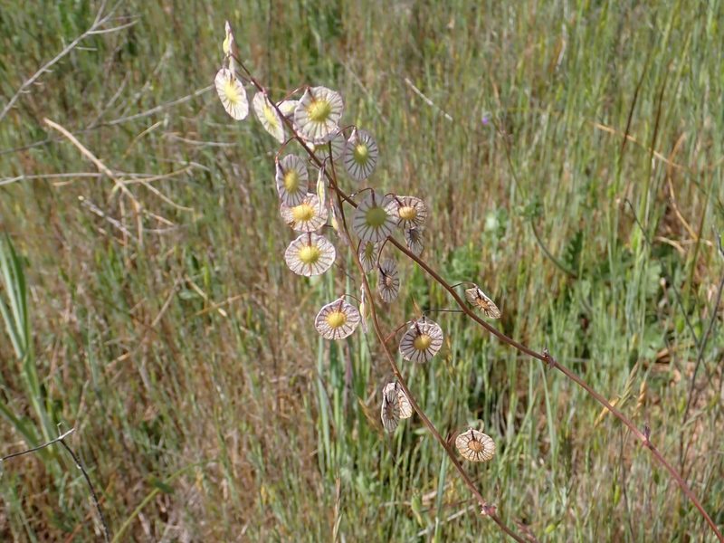 Thysanocarpus radians, photographed by Steve Woodward