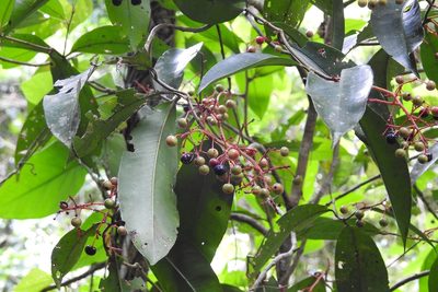 Ardisia staminosa, photographed by Neptalí Ramírez Marcial
