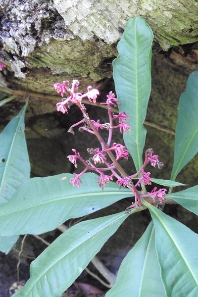Parathesis rufa, photographed by Neptalí Ramírez Marcial