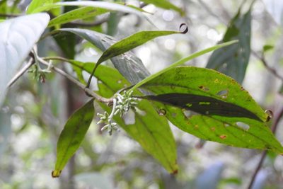 Arachnothryx chiapensis, photographed by Neptalí Ramírez Marcial